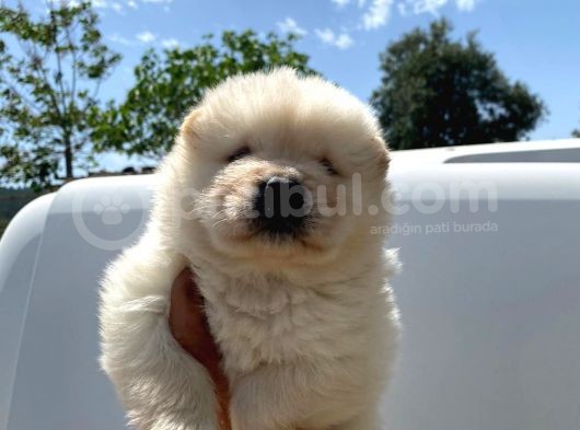 Chow Chow Show Class Puppy